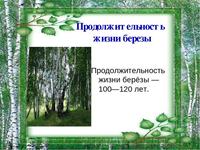 Презентация на тему "Берёза - символ России"