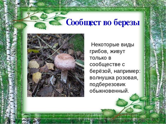 Презентация на тему "Берёза - символ России"