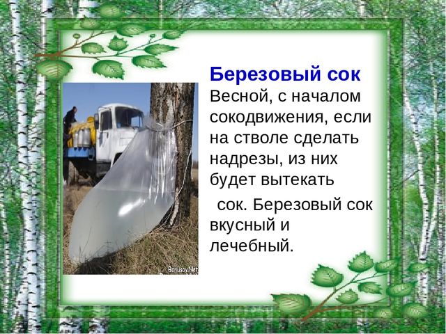 Презентация на тему "Берёза - символ России"