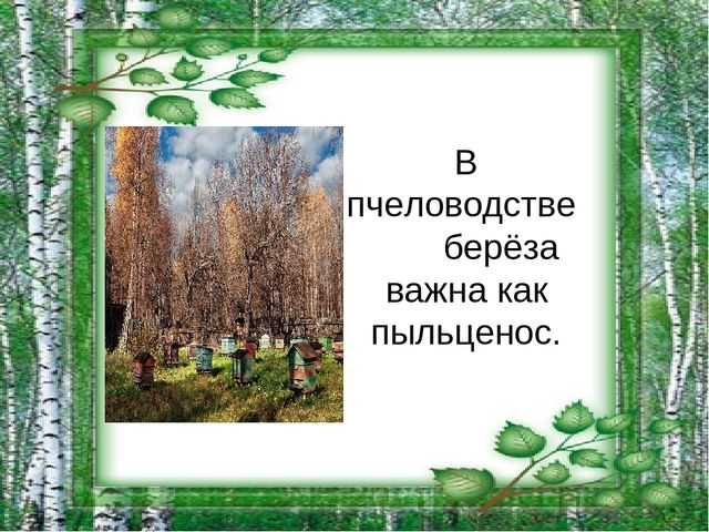 Презентация на тему "Берёза - символ России"