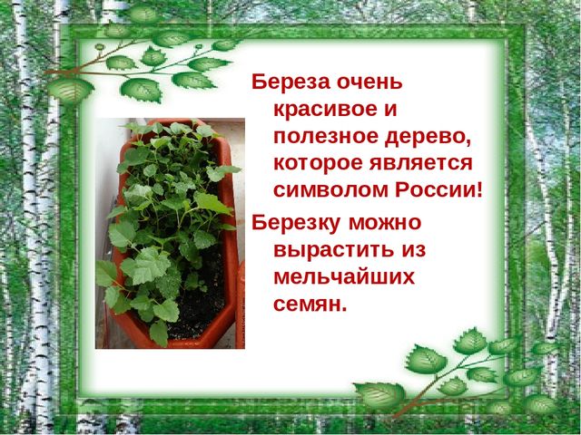 Презентация на тему "Берёза - символ России"