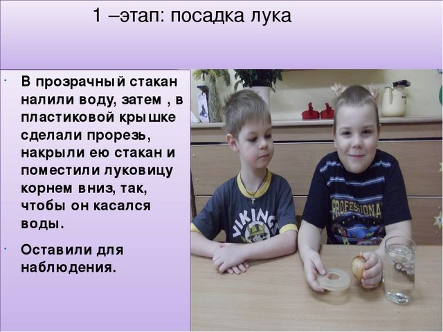 Презентация мини - проекта "Наблюдение за ростом лука"