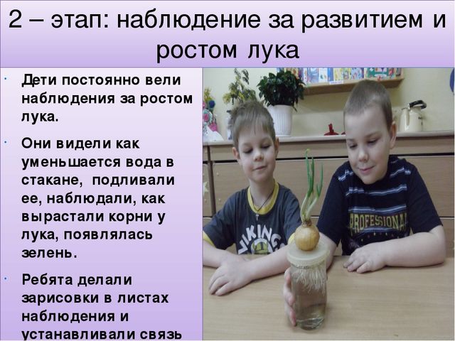 Презентация мини - проекта "Наблюдение за ростом лука"
