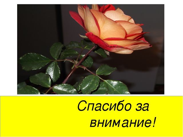 Презентация мини - проекта "Наблюдение за ростом лука"