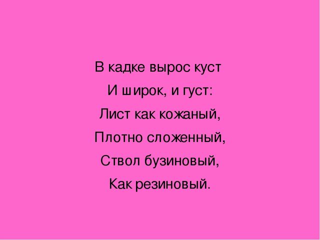 Презентация "Загадки о комнатных растениях"