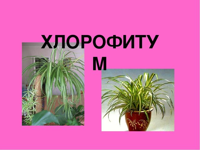 Презентация "Загадки о комнатных растениях"