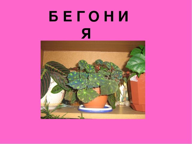Презентация "Загадки о комнатных растениях"