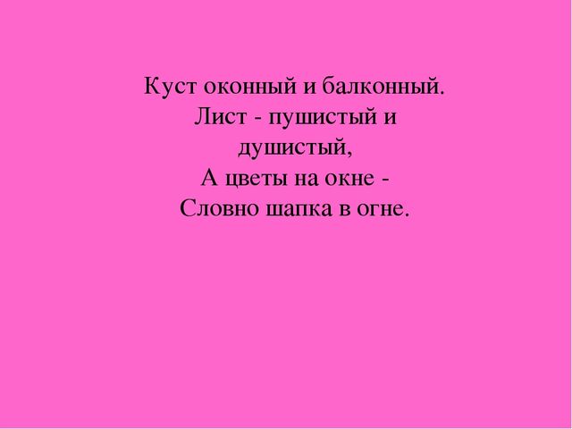 Презентация "Загадки о комнатных растениях"