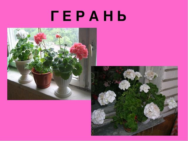 Презентация "Загадки о комнатных растениях"