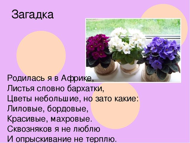 Презентация к НОД в подготовительной к школе группе на тему "Комнатные растения"