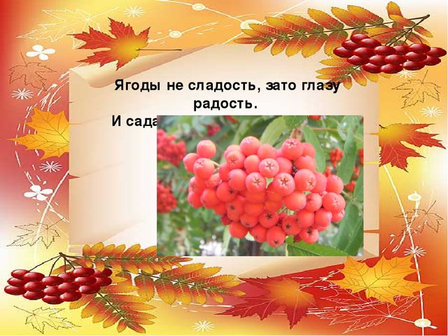 Презентация проекта по экологии "Рябинка"