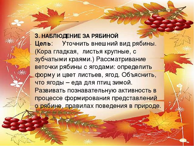 Презентация проекта по экологии "Рябинка"