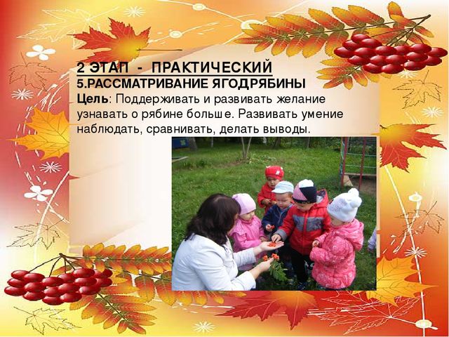 Презентация проекта по экологии "Рябинка"