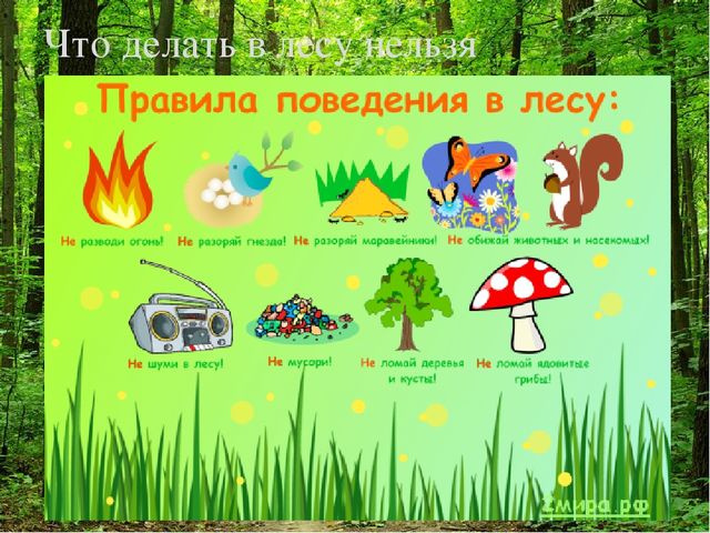 Презентация " Лес и человек"