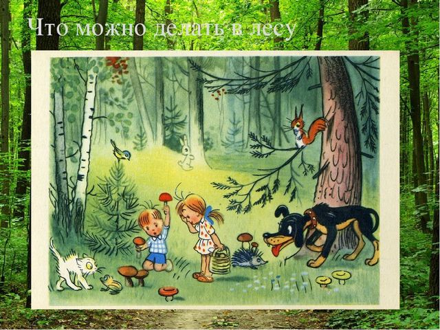 Презентация " Лес и человек"