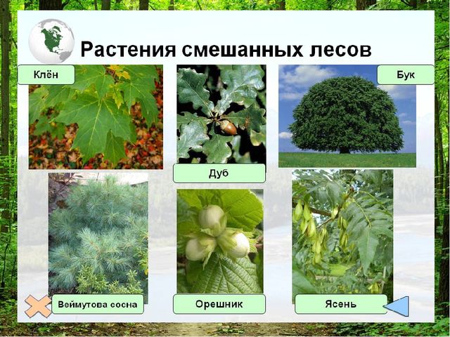 Презентация " Лес и человек"