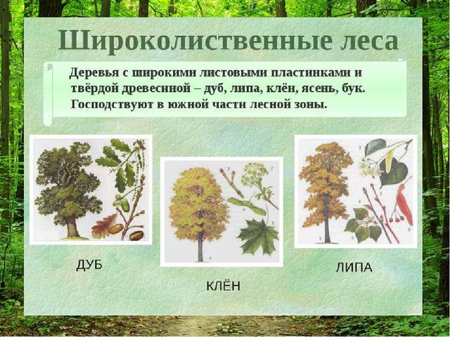 Презентация " Лес и человек"