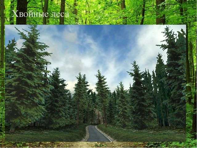 Презентация " Лес и человек"