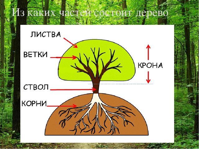 Презентация " Лес и человек"