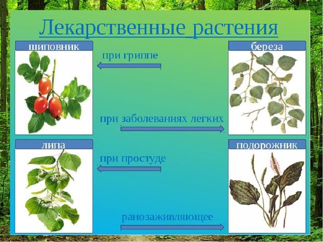 Презентация " Лес и человек"