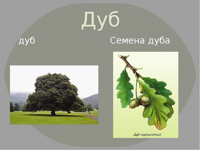Презентация на тему "Удивительное рядом"