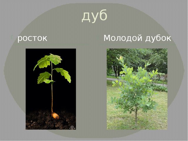 Презентация на тему "Удивительное рядом"
