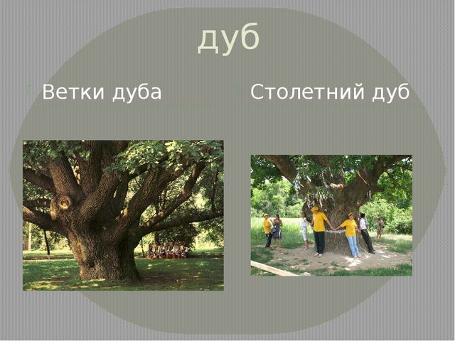 Презентация на тему "Удивительное рядом"