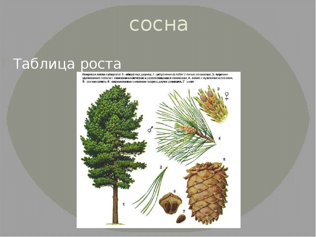 Презентация на тему "Удивительное рядом"