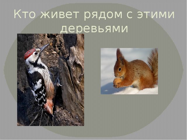 Презентация на тему "Удивительное рядом"