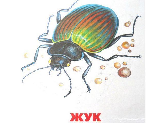Звуковая культура речи звук «у»