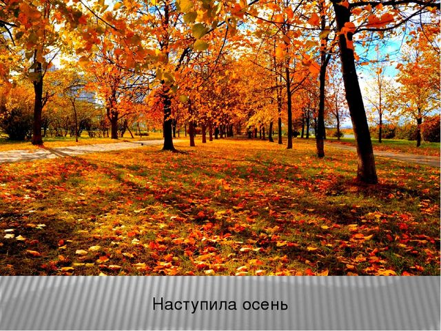 Презентация по ознакомлению с окружающим миром на тему: «Осень в гости к нам пришла». Для детей младшего школьного возраста с тяжелыми множественными нарушениями развития.