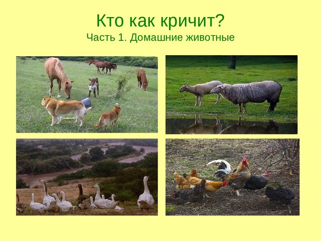Презентация по ознакомлению с окружающим "Кто как кричит?"
