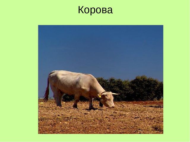 Презентация по ознакомлению с окружающим "Кто как кричит?"