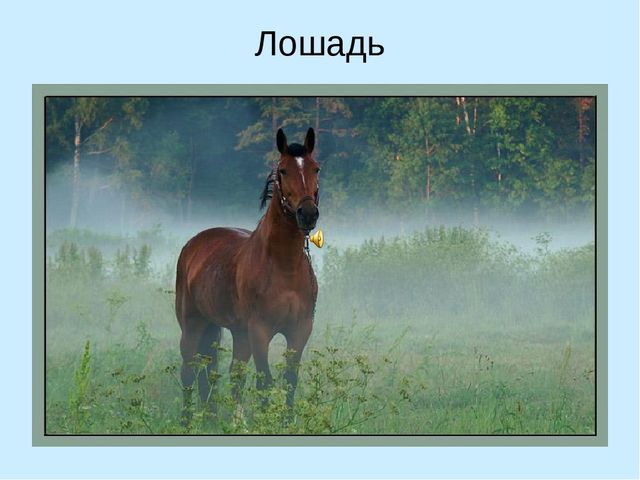 Презентация по ознакомлению с окружающим "Кто как кричит?"