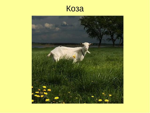 Презентация по ознакомлению с окружающим "Кто как кричит?"
