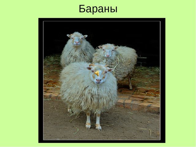 Презентация по ознакомлению с окружающим "Кто как кричит?"