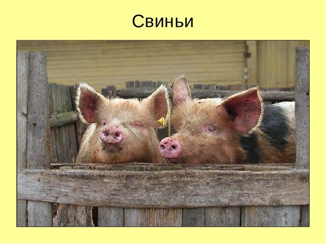 Презентация по ознакомлению с окружающим "Кто как кричит?"