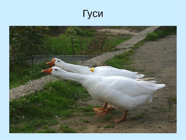 Презентация по ознакомлению с окружающим "Кто как кричит?"