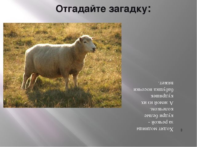 Презентация по теме «Домашние животные»