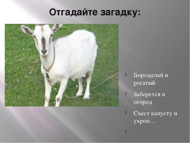 Презентация по теме «Домашние животные»