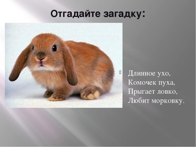 Презентация по теме «Домашние животные»