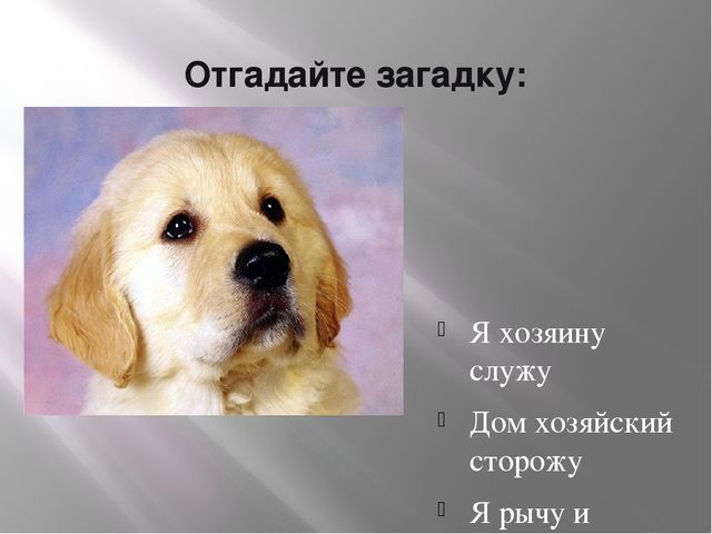 Презентация по теме «Домашние животные»