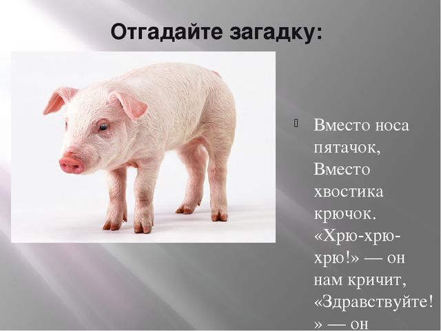 Презентация по теме «Домашние животные»