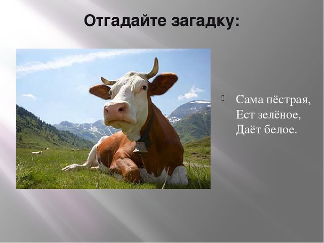 Презентация по теме «Домашние животные»