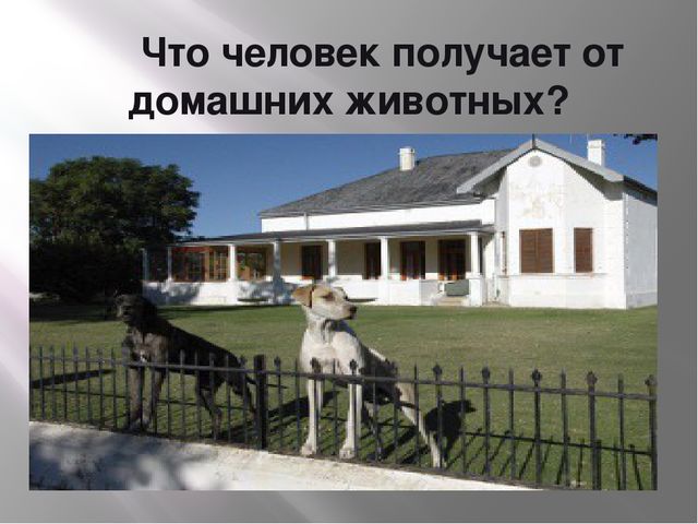 Презентация по теме «Домашние животные»