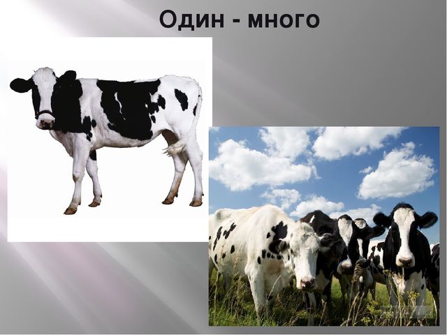 Презентация по теме «Домашние животные»