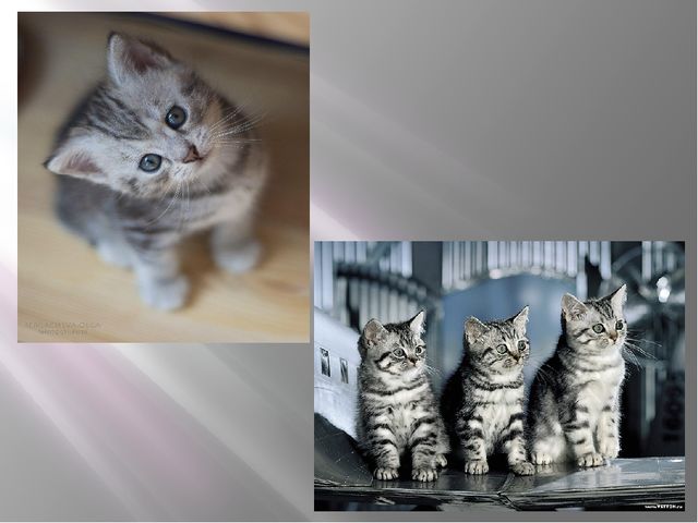 Презентация по теме «Домашние животные»