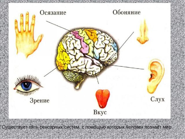 Презентация на тему "Сенсорное развитие"