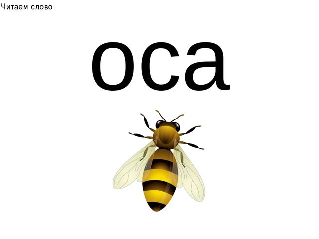 10 дней ос. Карточка Оса. Слово Оса. Буква о Оса. Карточка с изображением осы.