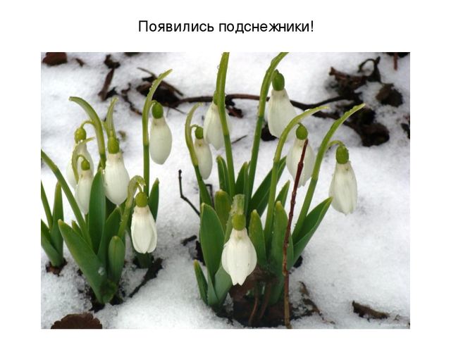 Презентация на тему "Весеннее настроение"
